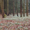 Sněženky ve Vysokém lese